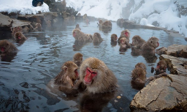 Jigokudani-monkey-park_japan-turistinės vietos