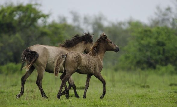 parks-in-assam-dibru-saikhowa-wildlife-sanctuary-feral-horse
