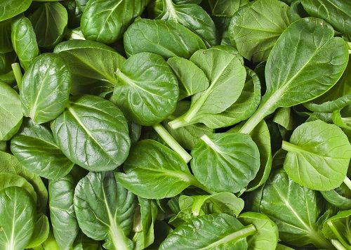 Calcium Rich Foods - Spinach
