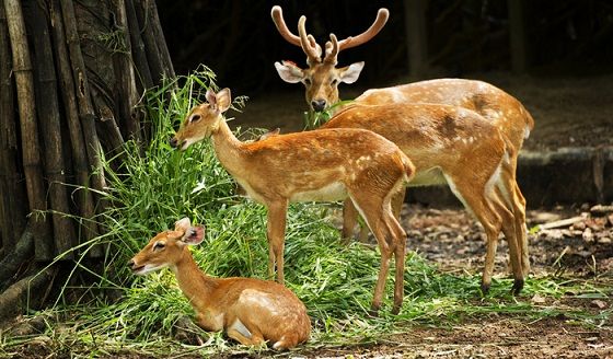 Dehradun Tourist Places to Visit-Malsi Deer Park