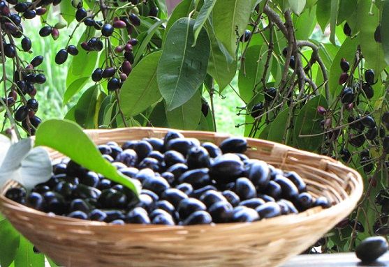 Lahko Diabetics Eat Black Jamun Fruit 