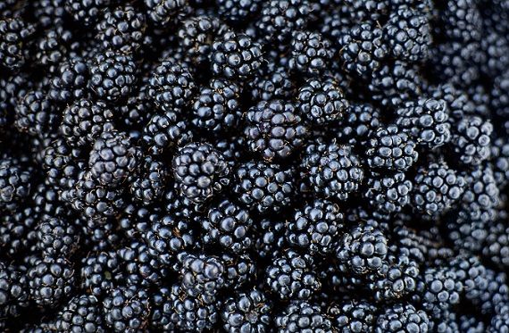 Najboljše Fruits For Diabetics Type 2 Black berry