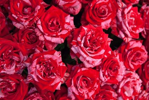 Trandafir Love Gift