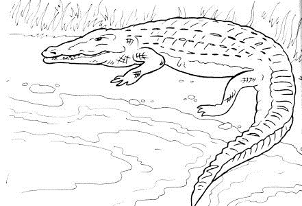 Reptiles Animals Coloring Page