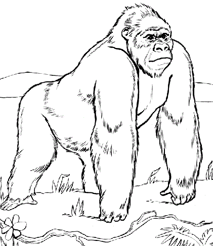 Zoologijos sodas Animal Coloring Pages