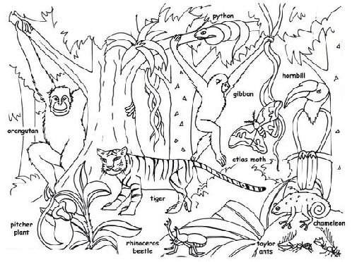 Esőerdő Animals Coloring Page