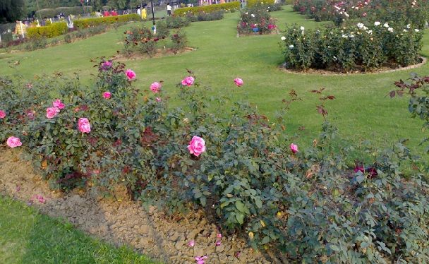 znameniti-cvet-vrt_chandigarh-turistični-kraji