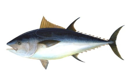vitaminas d foods list Tuna Fish