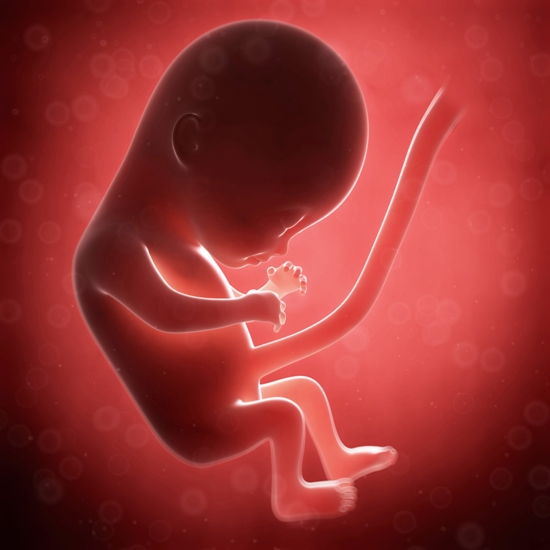 16 weeks of pregnancy - 16 week fetus picture