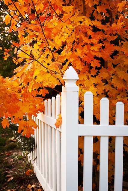 20 gyönyörű őszi képek