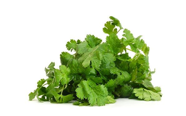 coriander leaves for haircare