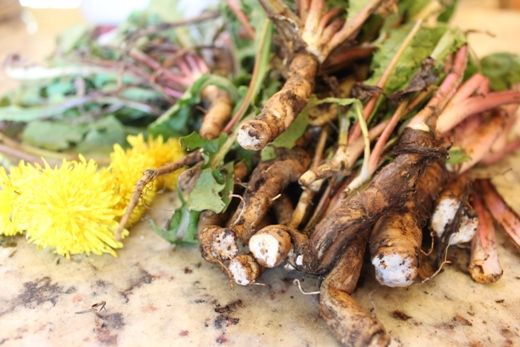 Dandelion Root To Increase Breast Size