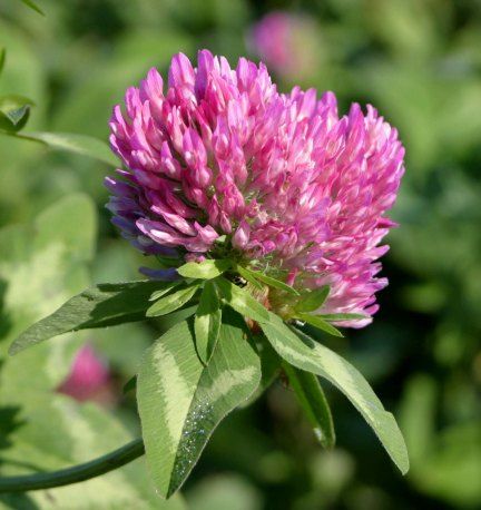 roșu clover For Breast Growth