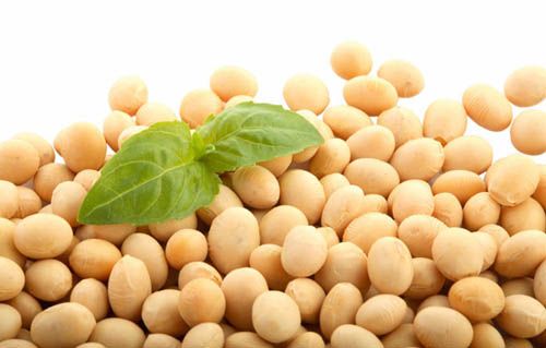 Soy Goodness Help Breast Growth