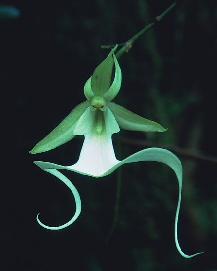 Szellem Orchid
