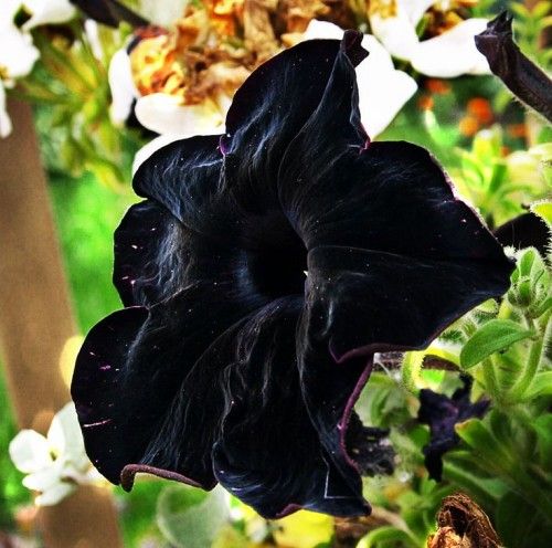 juoda petunia