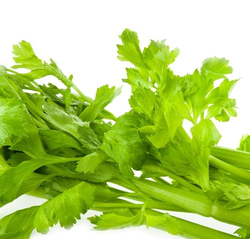 Acasă Remedies For Kidney Stones celery