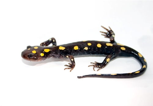 Salamanderis