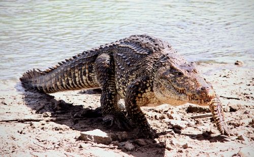 Kubos crocodile (Rhombifer)