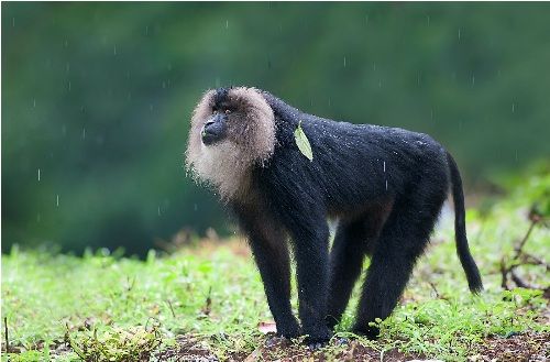 Lion-coada macaque