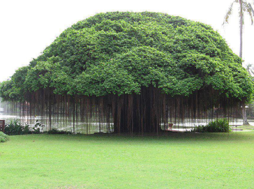 1.Banyan tree