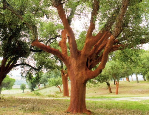 12. Cork tree