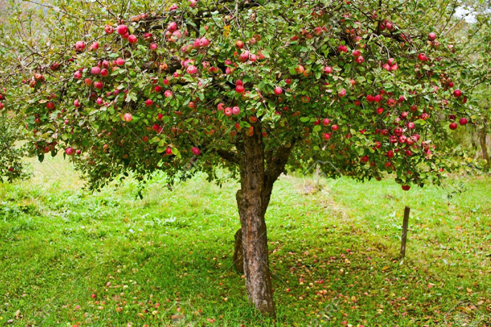 22. Apple tree