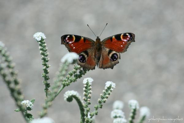 30 gyönyörű pillangó képek