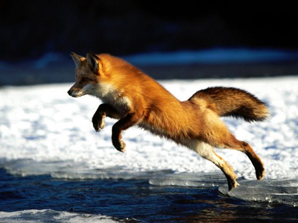 35 Imagini frumoase Fox