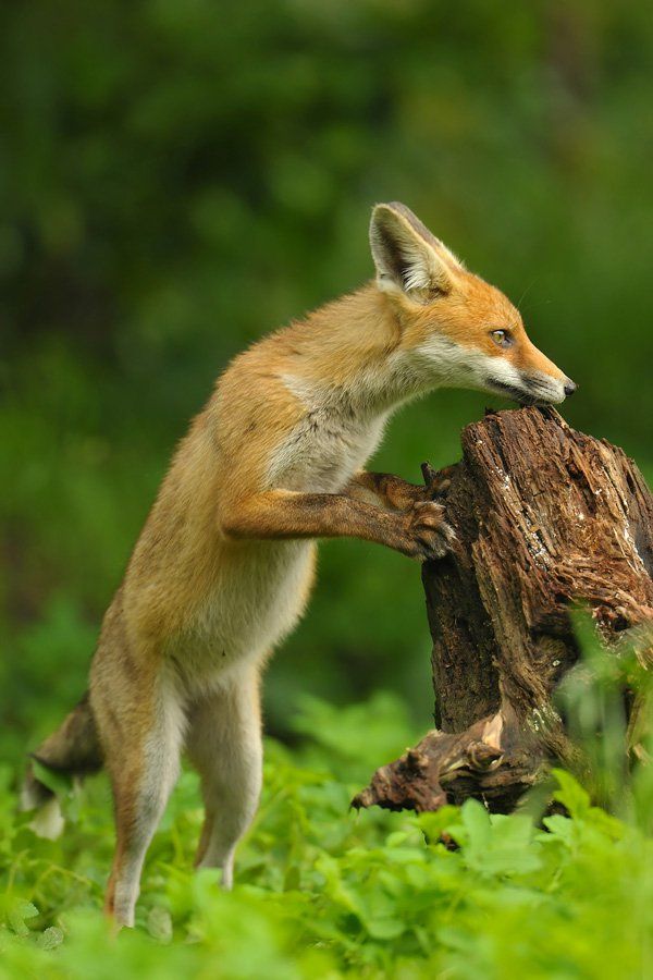 35 Imagini frumoase Fox