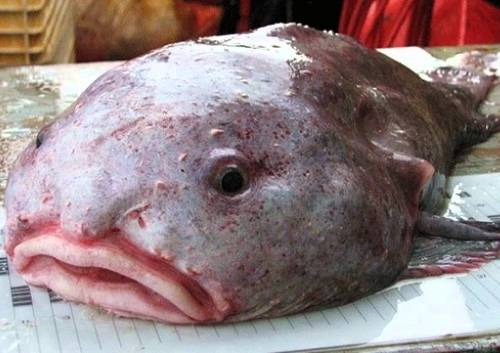 Tipai Of Sea Fish Blob Fish