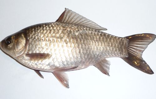 Tipai of Fish in India Common Carp