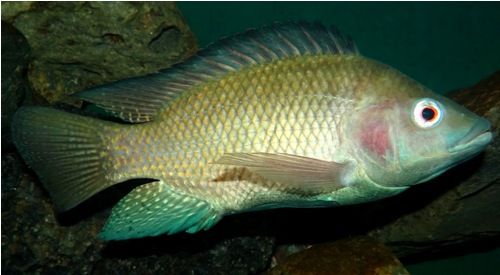 Tipuri of Fish in India Nile Tilapia