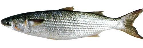 Gėlas vanduo Fish List Flathead Grey Mullet