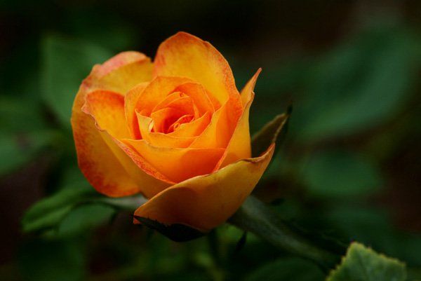 45 Gyönyörű képek a rózsákról