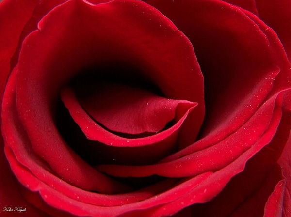 45 Gyönyörű képek a rózsákról
