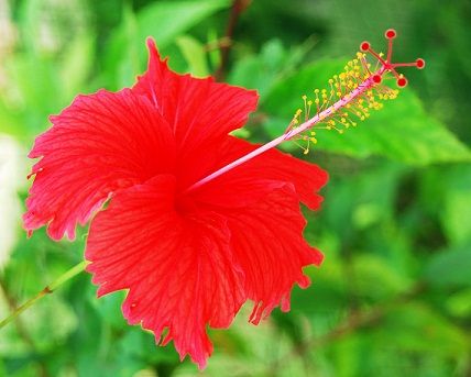 Hibiscus for long hair