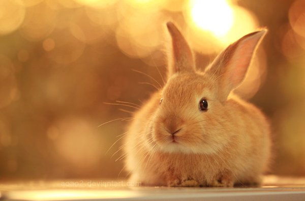 50 Cute Bunny Slike