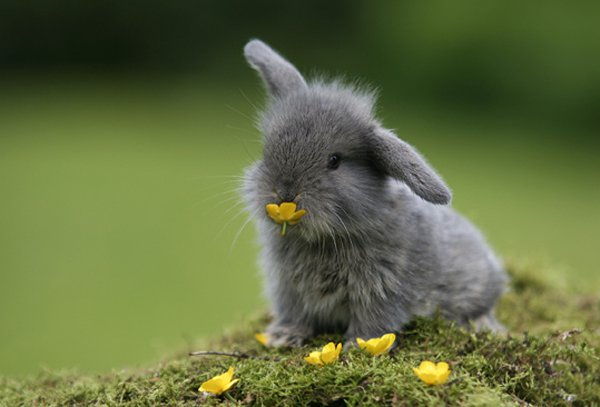 50 Cute Bunny Slike