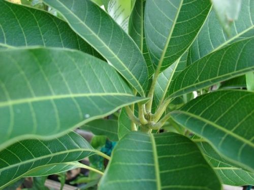 Domov Remedies For Hair Fall-mango leaves