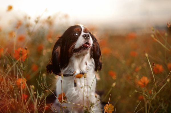 50 gražių šuniukų nuotraukų
