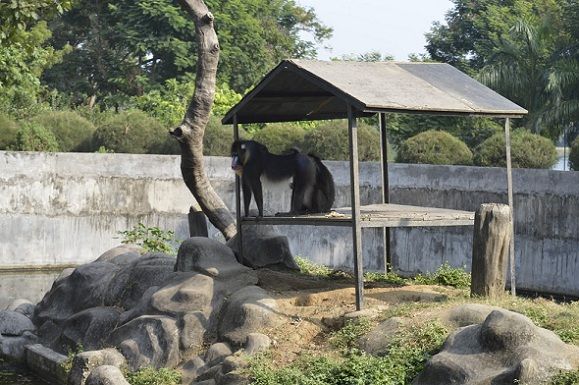 Parcuri-in-Jamshedpur-TATA otel-Zoologic-parc