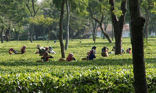arbata plantacija-in-jorhat_assam-turistinė vieta