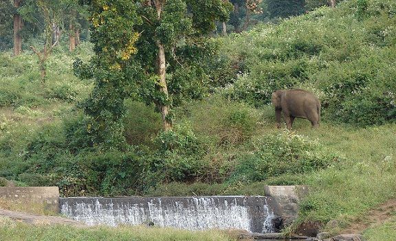 parks-in-coimbatore-indira-gandhi-wildlife-sanctuary-and-national-park