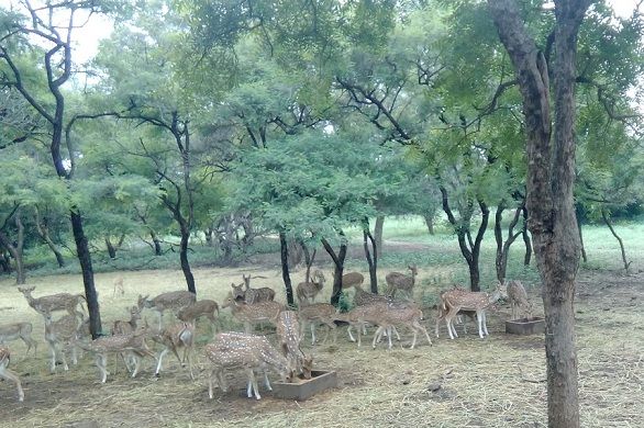 Parcuri-in-Andhra-pradesh-Mahavir-Harina-vanasthali-național-parc