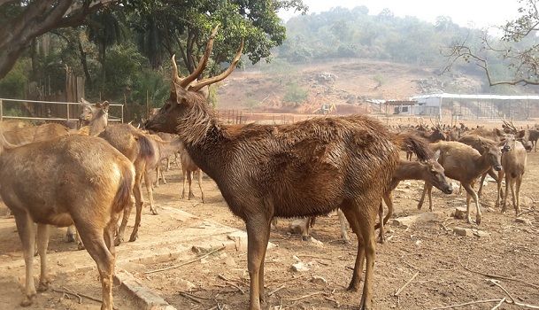 assam-state-zoo-and-botanical-garden-guwahati-tourist-places