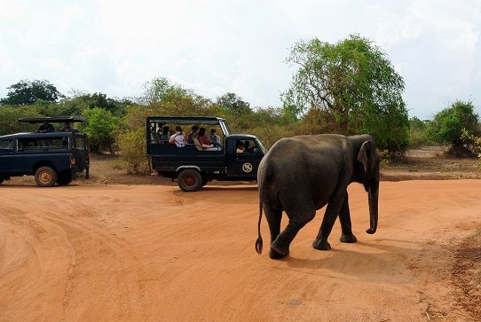 Medaus mėnesį Destinations In Sri Lanka-Yala National Park