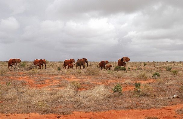 Tsavo-național-park_kenya-turistice-locuri