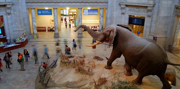Famous Museums in Delhi-National Museum of Natural History