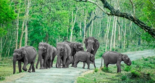 Famous Parks in Mysore-Bandipur National Park